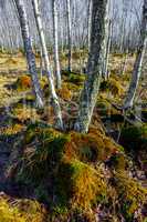 Birch tree forest on a Swamp