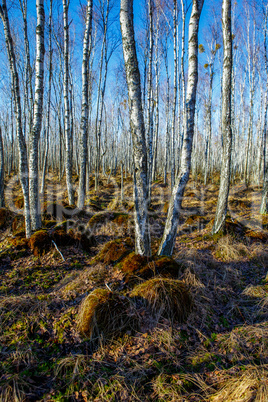Birch tree forest on a Swamp