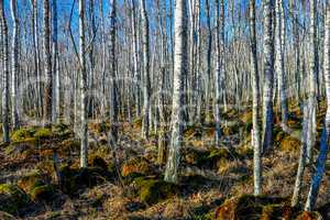 Birch tree forest on a Swamp