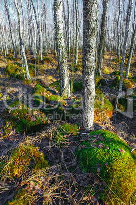 Birch tree forest on a Swamp