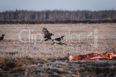 Black Crows Eating Carrion