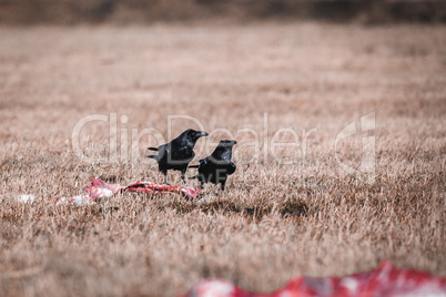 Black Crows Eating Carrion
