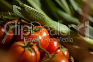Close-up of fresh tomatoes and leafy vegetable