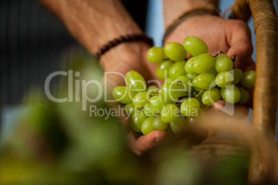 Hand of male staff grapes in organic section