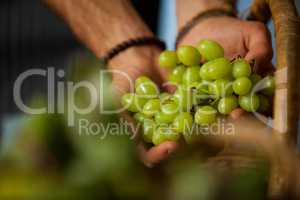Hand of male staff grapes in organic section