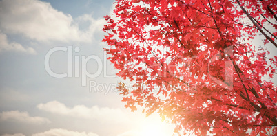 Low angle view of autumn tree
