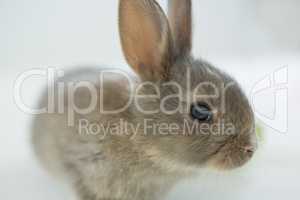 Easter bunny on white background