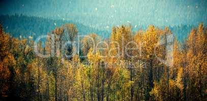 Autumn trees in forest