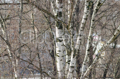 Beautiful background of birch trees