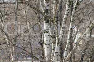 Beautiful background of birch trees