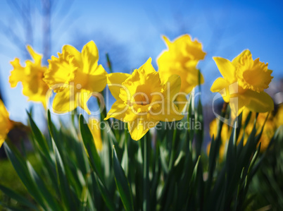 Yellow narcissus flowers