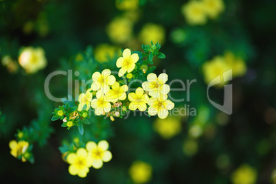Little yellow flowers