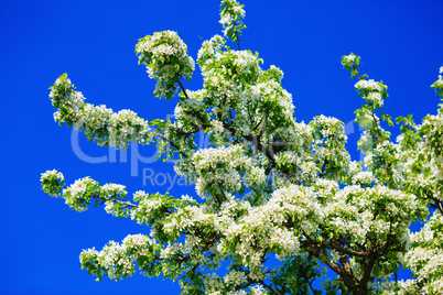Spring flowering tree