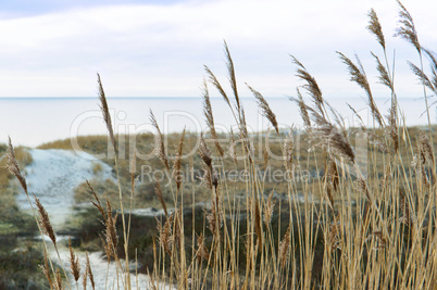 sea, beach, sea, sand, dunes, grass, Baltic sea