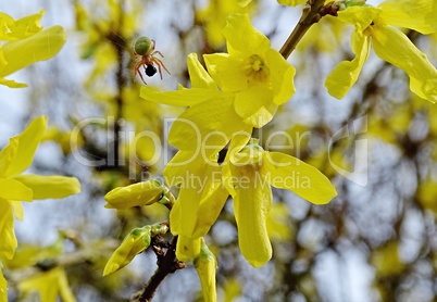 Forsythienblüten mit grüner Spinne