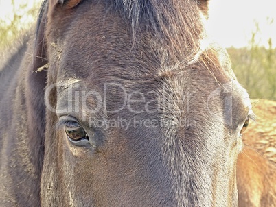 Pferdekopf mit braunen Augen