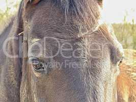 Pferdekopf mit braunen Augen