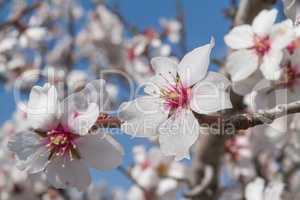 Flowering apricot tree