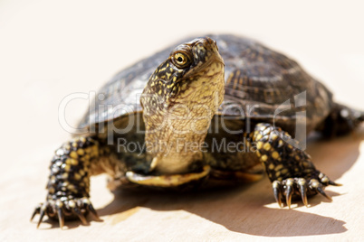 Tortoise on a bright sunny day