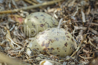 Colorful gull eggs in a nest, close-up