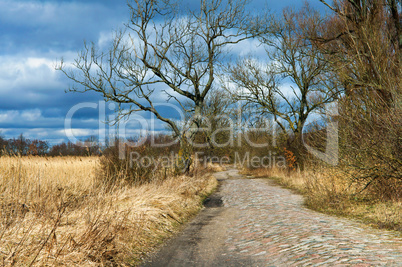 road, forest, spring, tree, trail, blue sky