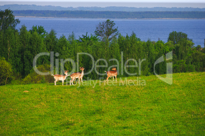 Fallow Deer on a Forest Glade
