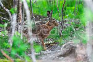 Wild Hare Sitting in a Green Grass