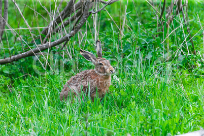 Wild Hare Sitting in a Green Grass
