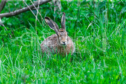 Wild Hare Sitting in a Green Grass