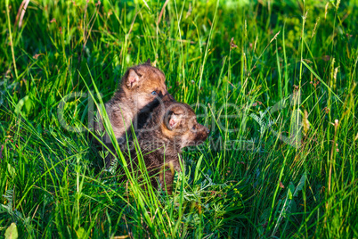 Gray Wolf Cubs in a Grass