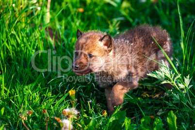 Gray Wolf Cubs in a Grass