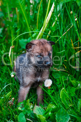 Gray Wolf Cubs in a Grass