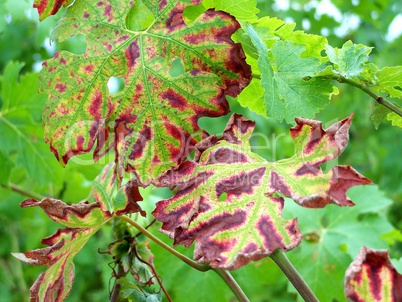 feuilles de vignes