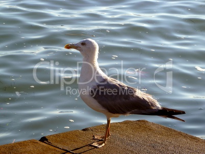 mouette