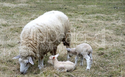 brebis et ses petits