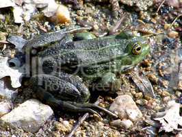 grenouille