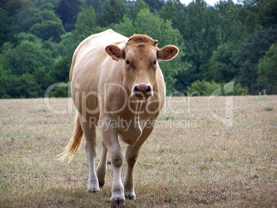 vache