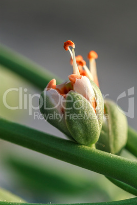 Orange flower bud