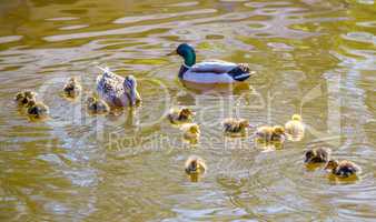 Family of wild ducks swims in a pond