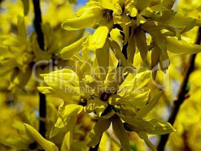 Forsythienblüten im Frühling