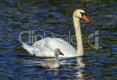 Mute swan, cygnus olor, mother and baby