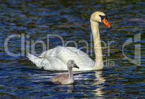 Mute swan, cygnus olor, mother and baby