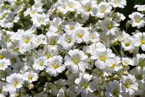 Wild white flowers on a field on a sunny day.