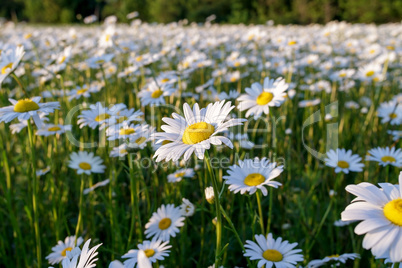 field daisy closeup