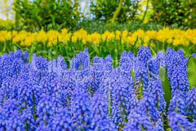 Grape hyacinth in the Keukenhof park, Holland