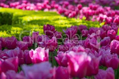 Fresh pink tulips Glade in the Keukenhof garden