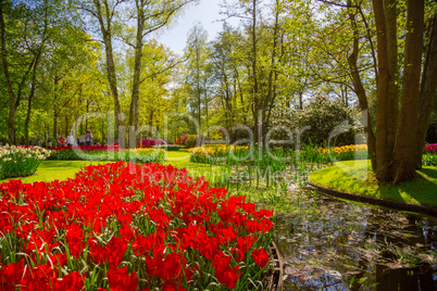 Colorful tulips in the Keukenhof park, Holland