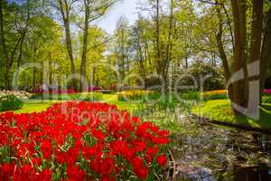 Colorful tulips in the Keukenhof park, Holland