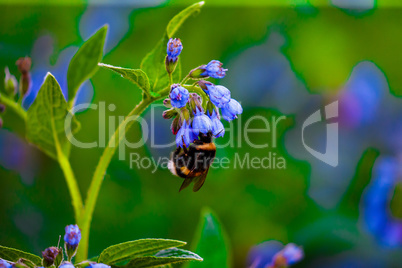 Bee on a Blue Flower