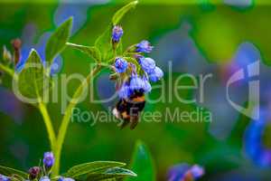 Bee on a Blue Flower